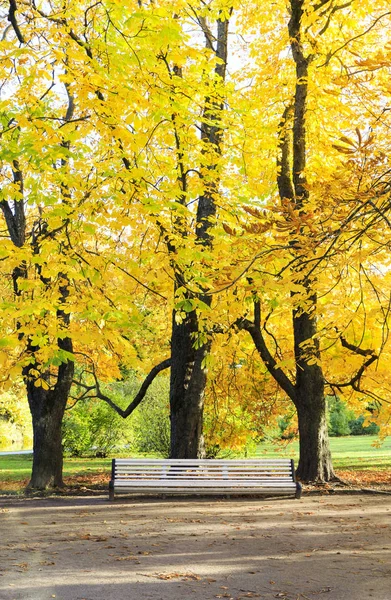 Sonbaharın uzun ağaçlar altında büyük beyaz tezgah
