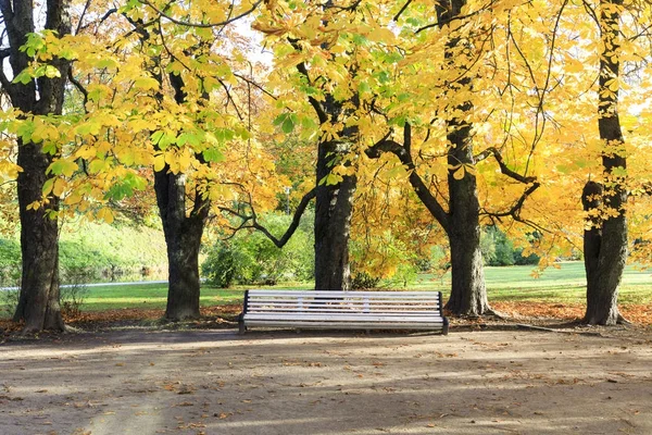 Grande panchina bianca sotto alberi alti in autunno — Foto Stock