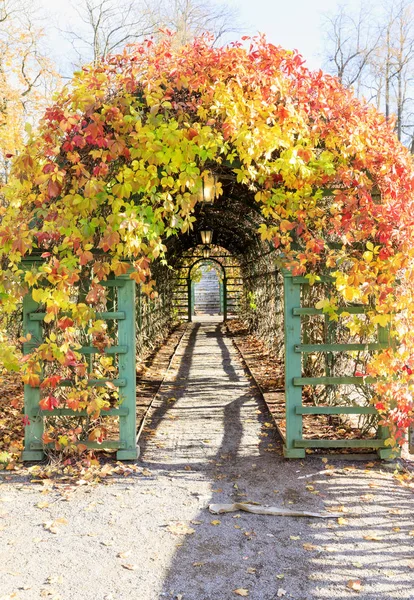Аллея, покрытая цветными осенними листьями — стоковое фото