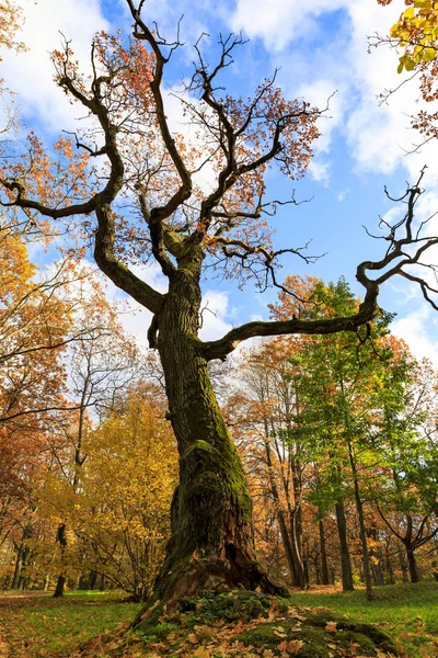 Starý vysoký holý strom v barevné podzimní park — Stock fotografie