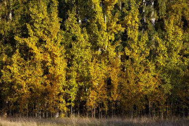 Güneş ışığındaki renkli sonbahar ormanı