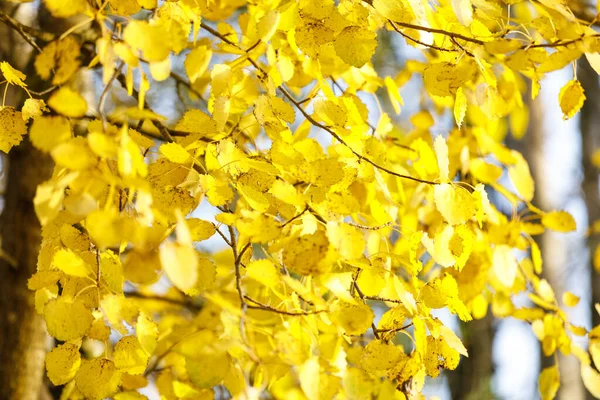 Hojas de árbol dorado en bosque otoñal —  Fotos de Stock