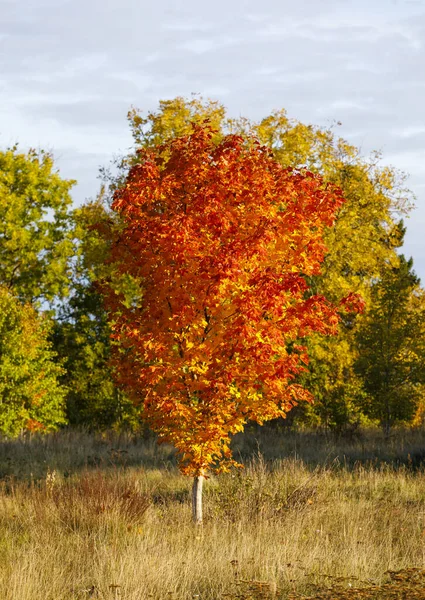Árvore de bordo colorida em um campo no outono — Fotografia de Stock