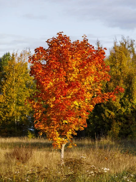 Acero colorato su un campo in autunno — Foto Stock