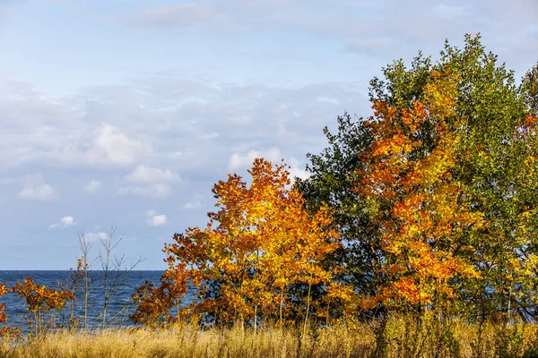 Kleurrijke esdoornbomen op zonnige dag — Stockfoto