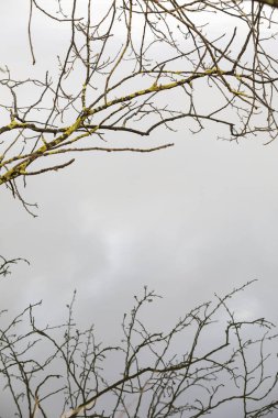 Suyun üzerindeki ağaç dallarının yansıması