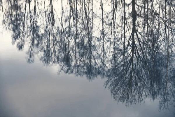水面の木の枝の反射 — ストック写真