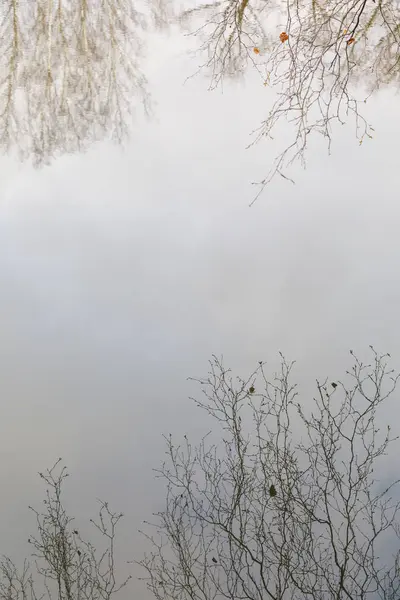 水面の木の枝の反射 — ストック写真