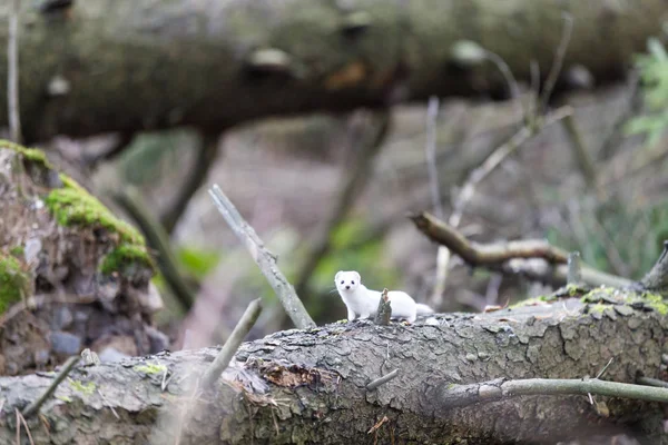 Least weasel on fallen fir tree — Stock Photo, Image