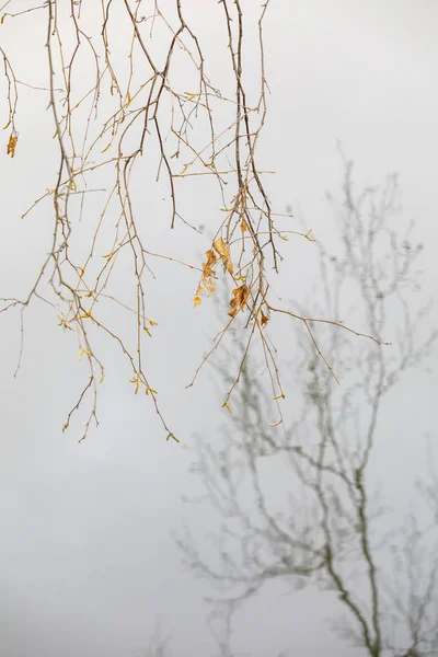 Reflexão de galhos de árvore na água — Fotografia de Stock