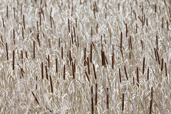 Sea of reed-mace in autumn — Stock Photo, Image