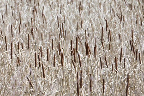 Zee van riet-foelie in de herfst — Stockfoto