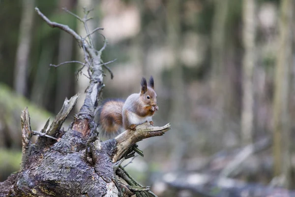 Écureuil sur un tronc d'arbre tombé — Photo