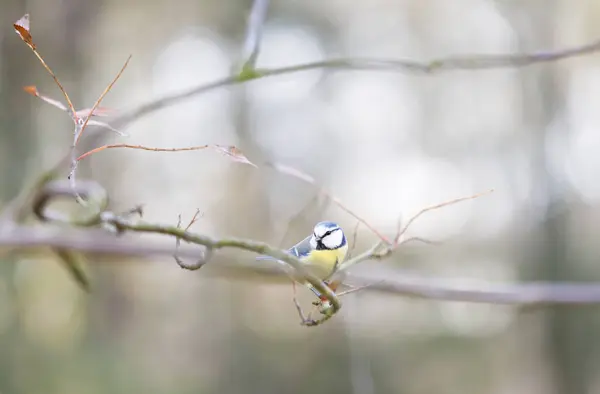 Titmouse sur une branche d'arbre dans la forêt — Photo