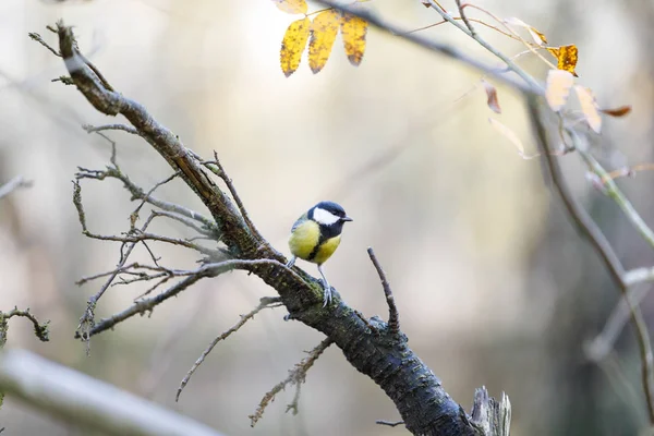 Titmouse sur une branche d'arbre dans la forêt — Photo