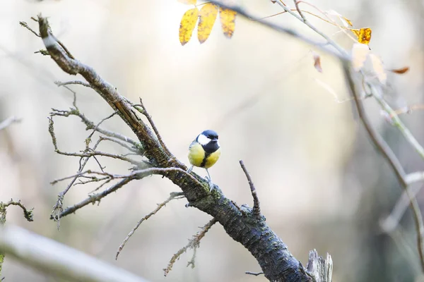 Titmouse sur une branche d'arbre dans la forêt — Photo