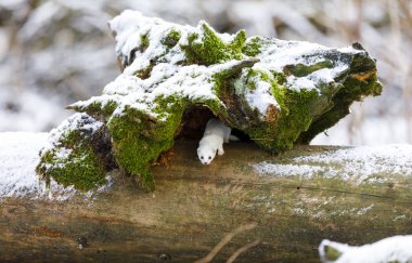 Beyaz gelincik kışın yaşlı bir ağaç kütüğünde
