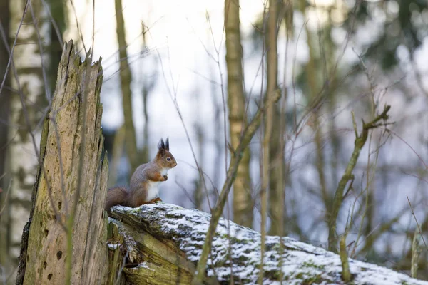 Wiewiórka na upadłym drzewie w zimie — Zdjęcie stockowe