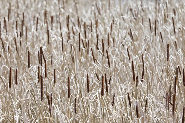 Zee van riet-foelie in de herfst — Stockfoto