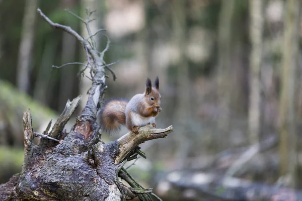 Wiewiórka na upadłym pniu drzewa — Zdjęcie stockowe