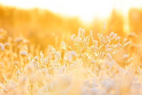 Planten onder sneeuwkussen bij warm zonlicht — Stockfoto