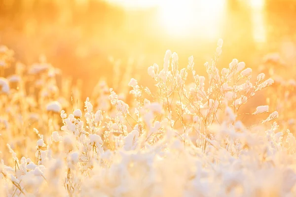 Plants under snow pillow at warm sunlight — 图库照片
