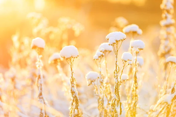 Plants under snow pillow at warm sunlight