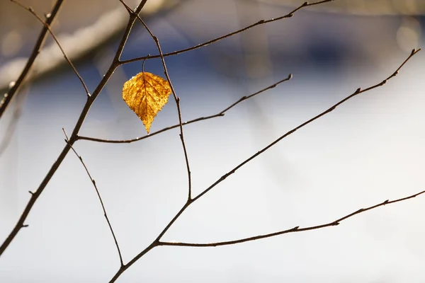 Trockenes goldenes Baumblatt auf einem Ast — Stockfoto