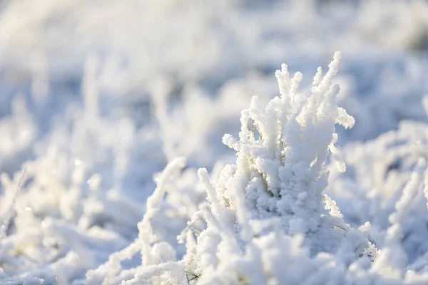 Närbild av gräs tuva täckt med snö och is — Stockfoto