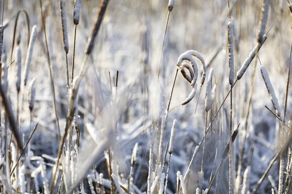 Böjda snötäcken på ljusa vinterdagar — Stockfoto