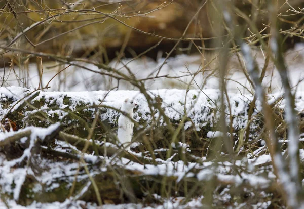 White weasel in snowy forest at winter — Stock Photo, Image
