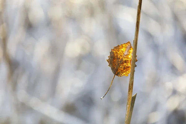 Trockenes goldenes Baumblatt auf einem Ast — Stockfoto