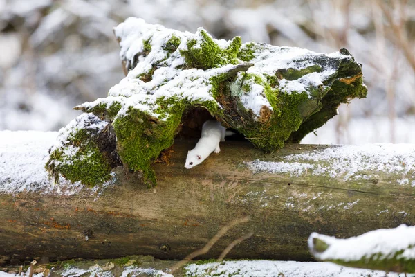 Biała łasica na starym pniu drzewa w zimie — Zdjęcie stockowe