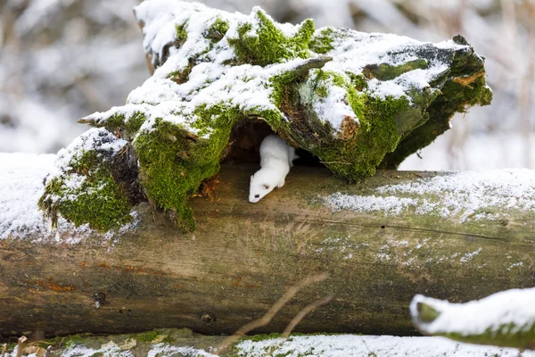 Beyaz gelincik kışın yaşlı bir ağaç kütüğünde — Stok fotoğraf