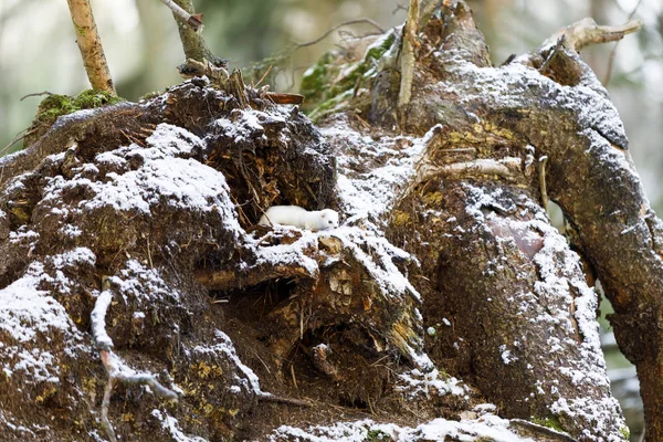 Comadreja blanca en un tronco de árbol viejo en invierno — Foto de Stock