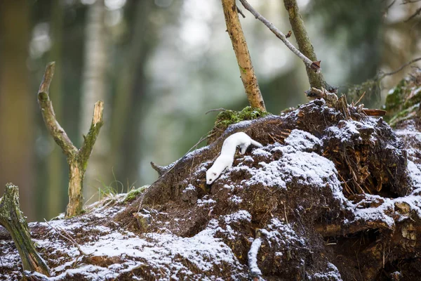 Witte wezel op een oude boomstronk in de winter — Stockfoto