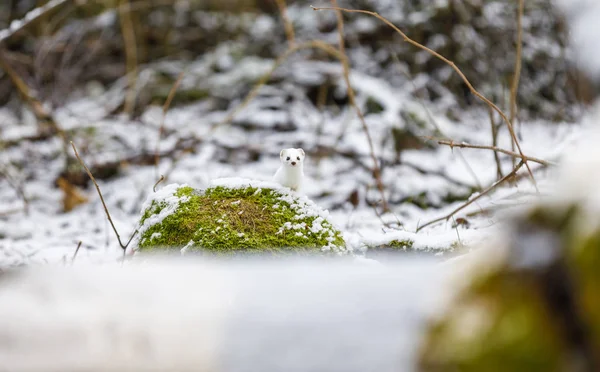 Kışın ormandaki yeşil yosunlu bir kayanın üzerinde gelincik. — Stok fotoğraf