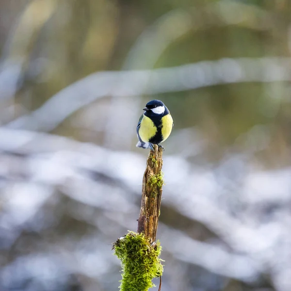 Titmouse debout sur le dessus d'une vieille branche d'arbre — Photo