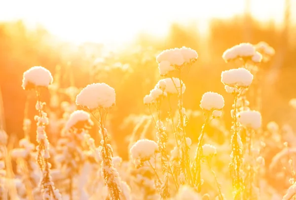 Las plantas bajo la almohada de nieve a la luz del sol caliente —  Fotos de Stock