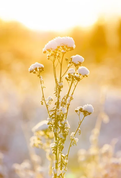 Φυτά κάτω από το μαξιλάρι χιονιού στο ζεστό φως του ήλιου — Φωτογραφία Αρχείου