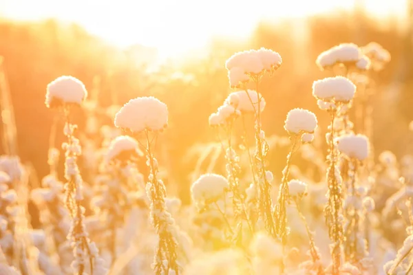 Växter under snökudde i varmt solljus — Stockfoto