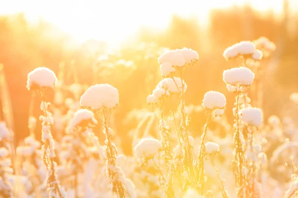 Planten onder sneeuwkussen bij warm zonlicht — Stockfoto