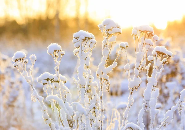 Pflanzen unter Schneekissen bei warmem Sonnenlicht — Stockfoto