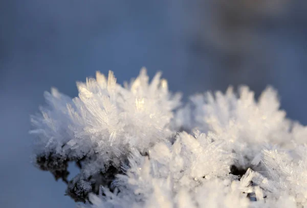 Крупный план ледяного кристалла на вершине растения — стоковое фото