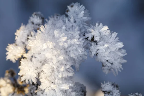 Bir bitkinin üstündeki buz kristalinin yakınına. — Stok fotoğraf
