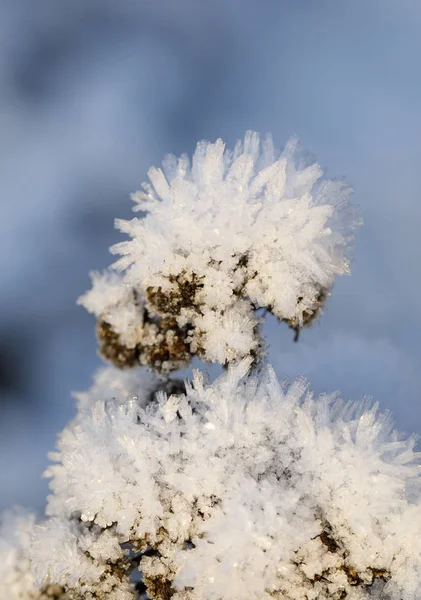 Bir bitkinin üstündeki buz kristalinin yakınına. — Stok fotoğraf