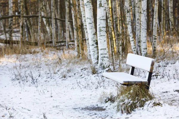 Banc enneigé dans une forêt en hiver — Photo