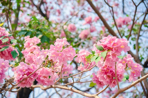 粉红花在泰国的香便潘蒂普花 泰国樱花与甜美的背景 — 图库照片