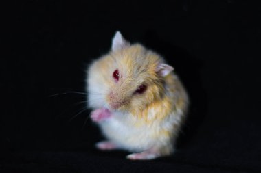 Hamster Sevimli Egzotik Kırmızı gözlü Siyah Arka Plan izole , Sevimli komik Suriye hamster , Pet sağlık