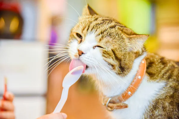 Kat Eten Van Voedsel Uit Lepel Vloer Thuis Dieren Concept Stockfoto